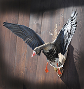 white fronted goose landing mount